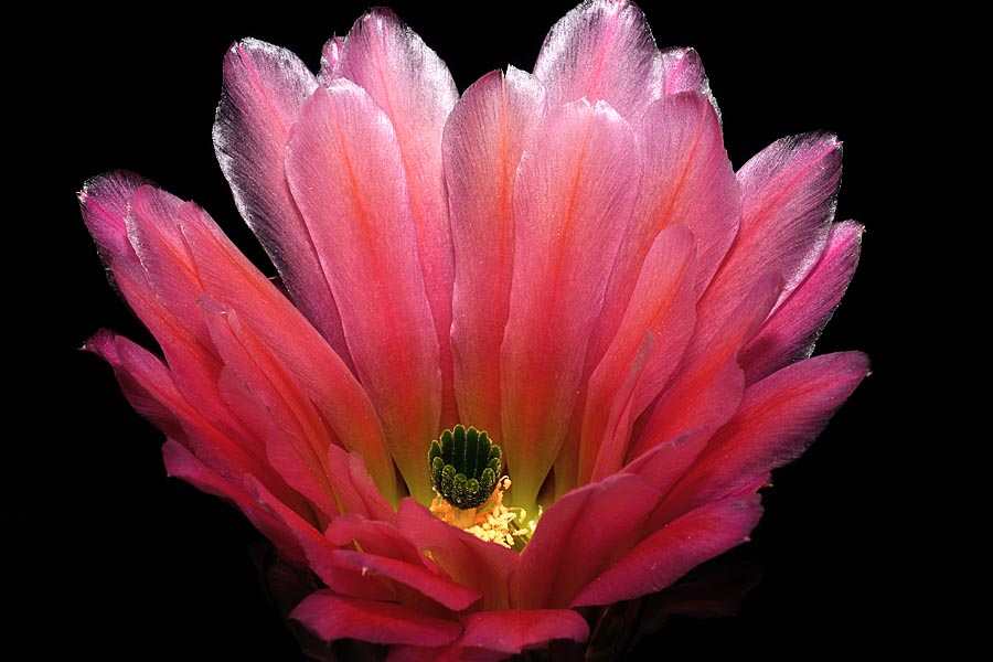 Echinocereus pectinatus, Mexico, Detras