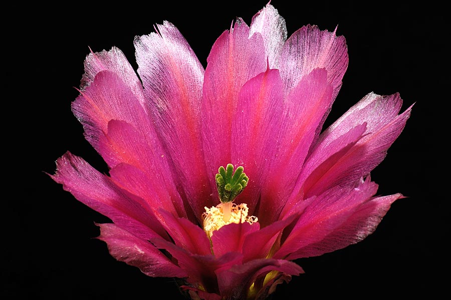 Echinocereus pectinatus, Mexico, Delante