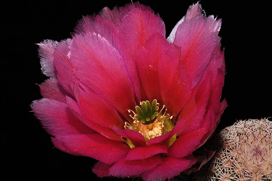 Echinocereus pectinatus, Mexico, Delante