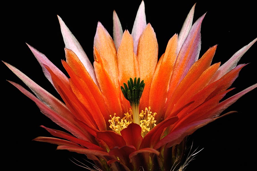 Echinocereus pectinatus, Mexico, Detras