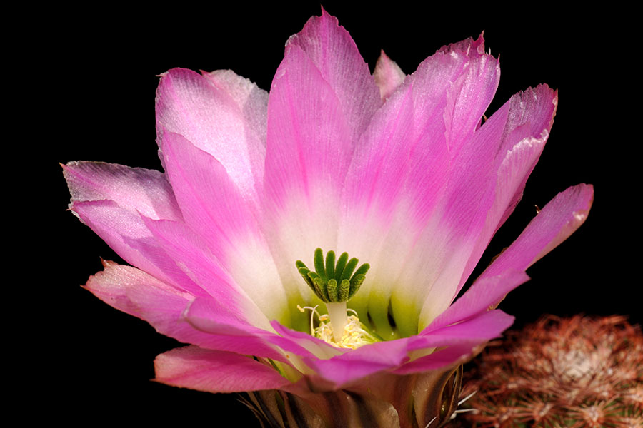 Echinocereus pectinatus, Mexico, Coahuila, La Pena