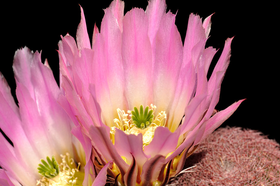 Echinocereus pectinatus, Mexico, Zacatecas, Los Hacheros