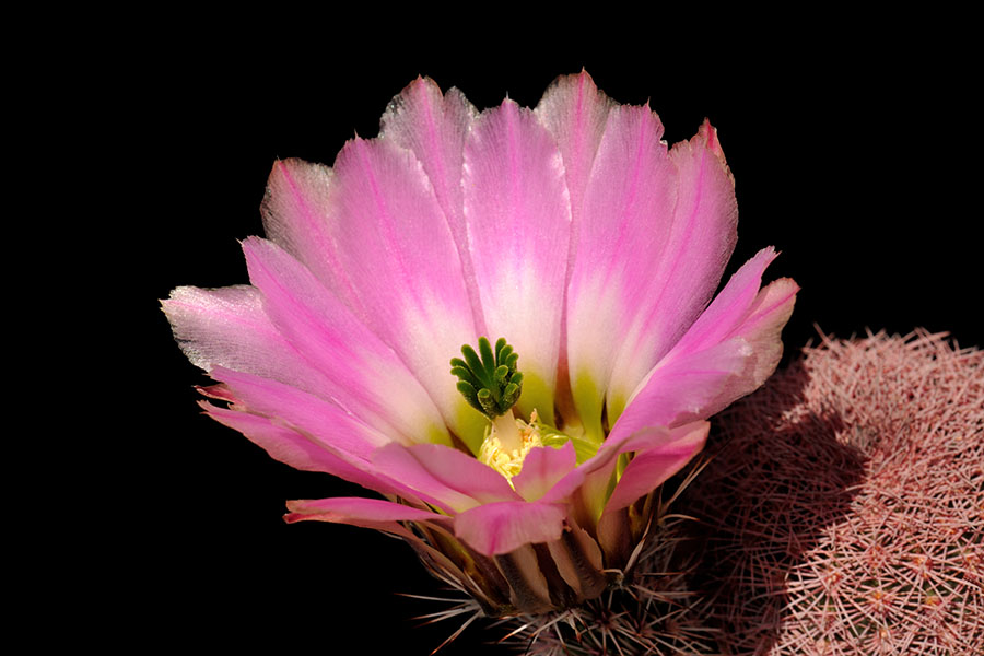 Echinocereus pectinatus, Mexico, Zacatecas, Los Hacheros