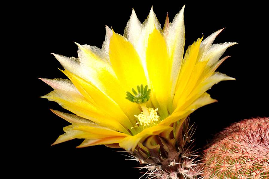 Echinocereus pectinatus subsp. rutowiorum, Mexico, Chihuahua, Sierra el Tambor