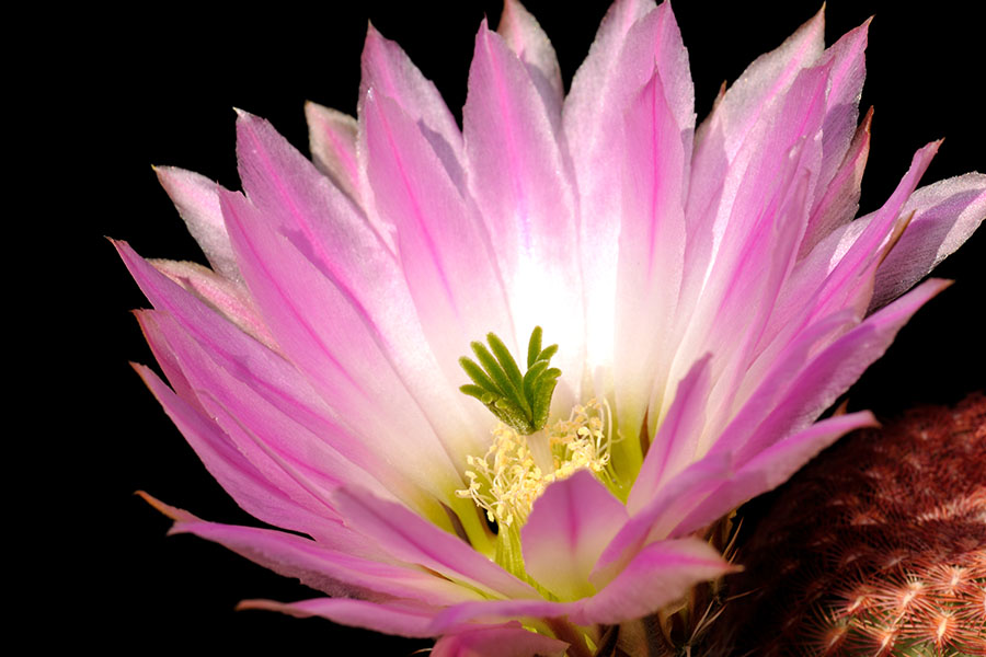 Echinocereus pectinatus, Mexico, San Luis Potosi, Charco Blanco