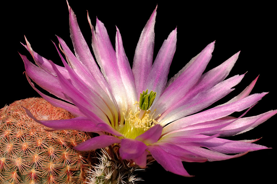 Echinocereus pectinatus, Mexico, Zacatecas, Real