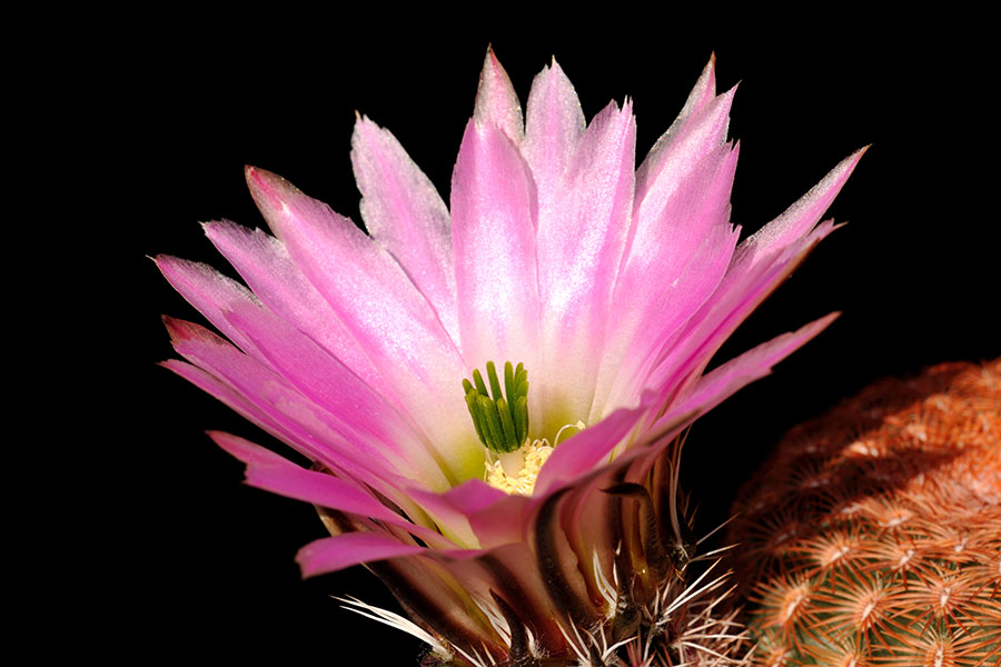 Echinocereus pectinatus, Mexico, Zacatecas, La Pendencia