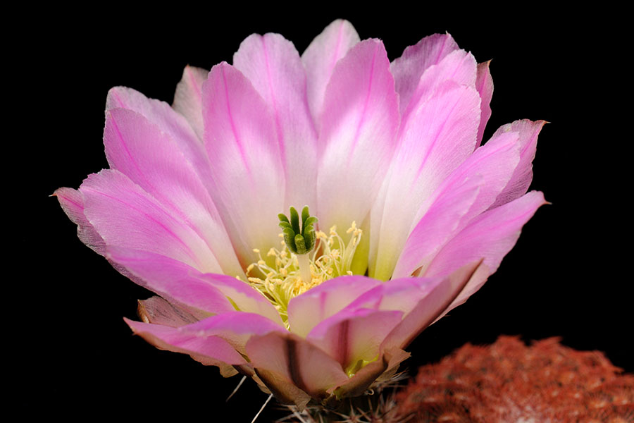 Echinocereus pectinatus, Mexico, San Luis Potosi, Charco Blanco