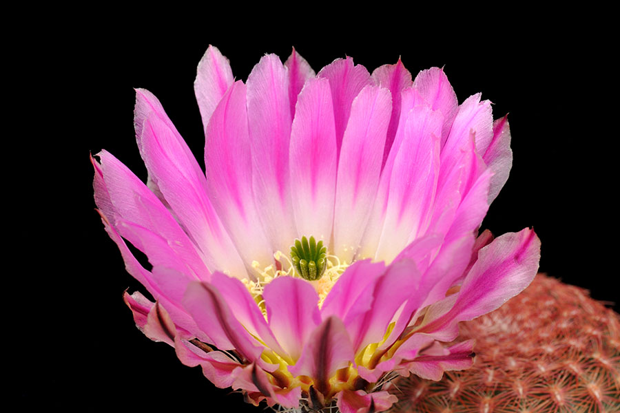 Echinocereus pectinatus, Mexico, San Luis Potosi, Charco Blanco