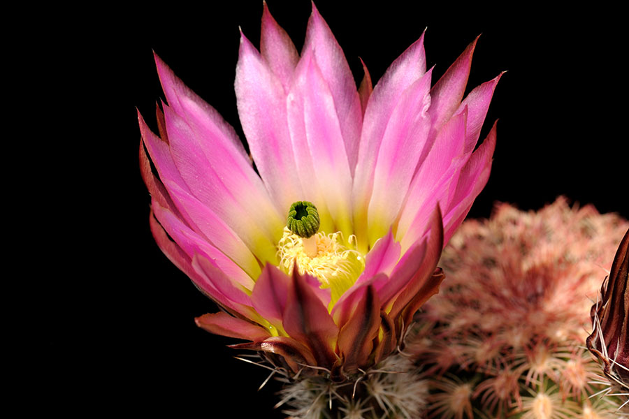 Echinocereus pectinatus, Mexico, Durango, Rio Florido