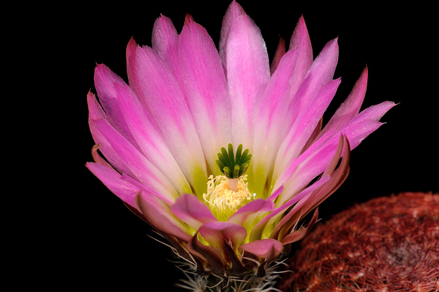 Echinocereus pectinatus, Mexico, Zacatecas, La Pendencia