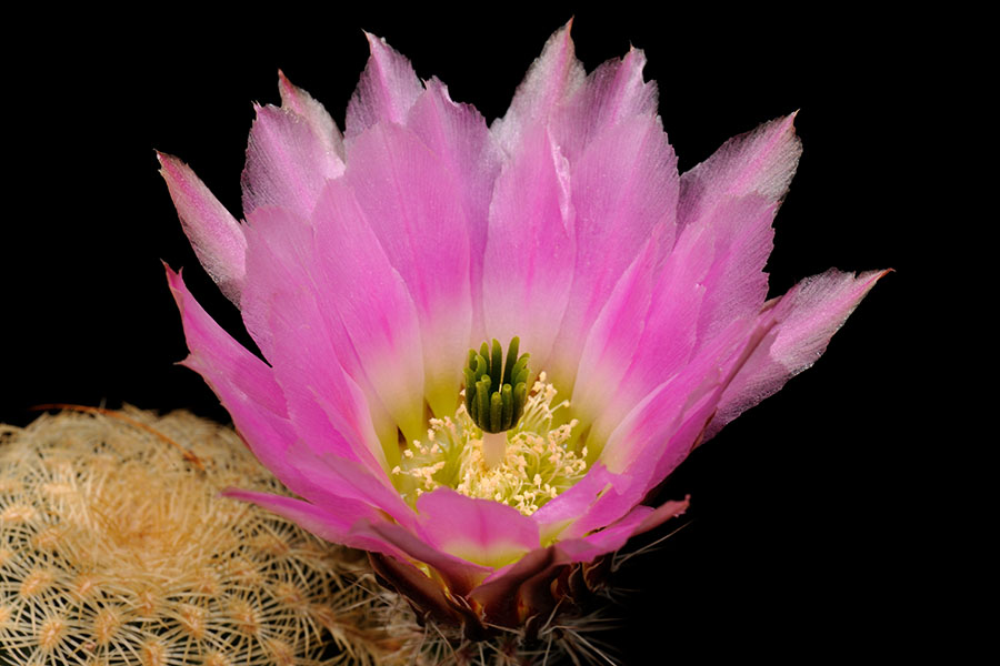 Echinocereus pectinatus, Mexico, Zacatecas, Villa Hidalgo