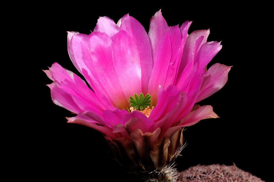 Echinocereus pectinatus, Mexico, Chihuahua, General Trias