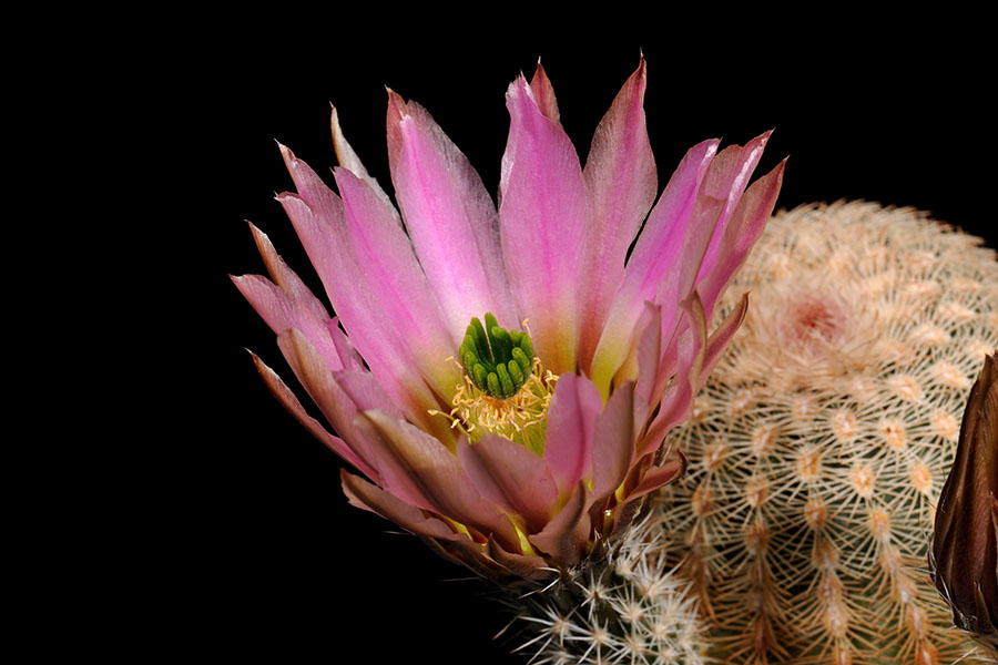 Echinocereus pectinatus, Mexico, Zacatecas, Villa Hidalgo