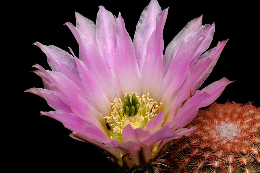 Echinocereus pectinatus, Mexico, San Luis Potosi, Charco Blanco