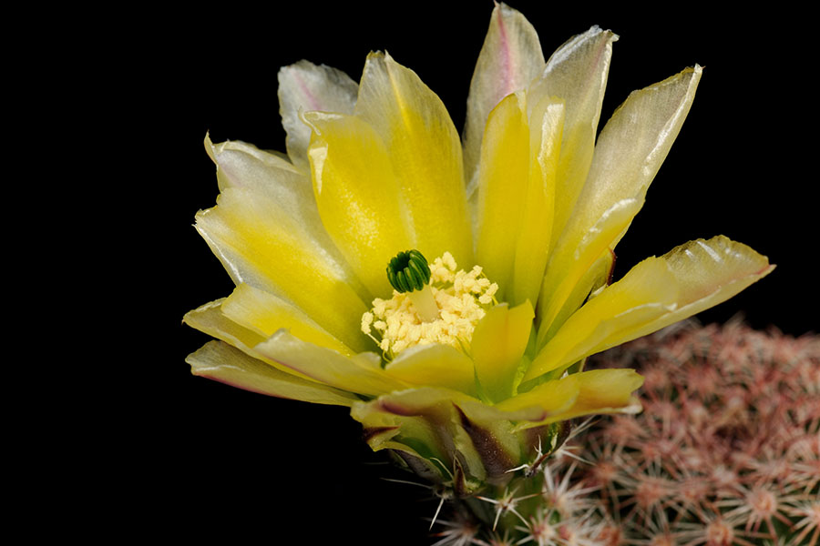 Echinocereus pectinatus subsp. rutowiorum, Mexico, Chihuahua, Cumbres de Majalca