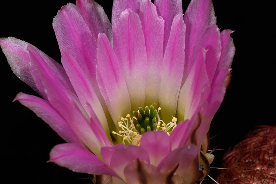 Echinocereus pectinatus, Mexico, San Luis Potosi, Charco Blanco