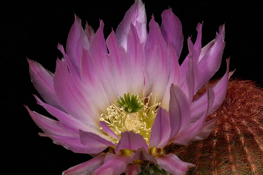Echinocereus pectinatus, Mexico, San Luis Potosi, Charco Blanco