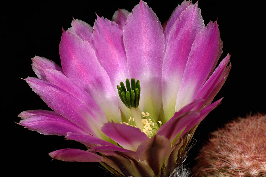 Echinocereus pectinatus, Mexico, Nuevo Leon, Saltillo – Monterrey
