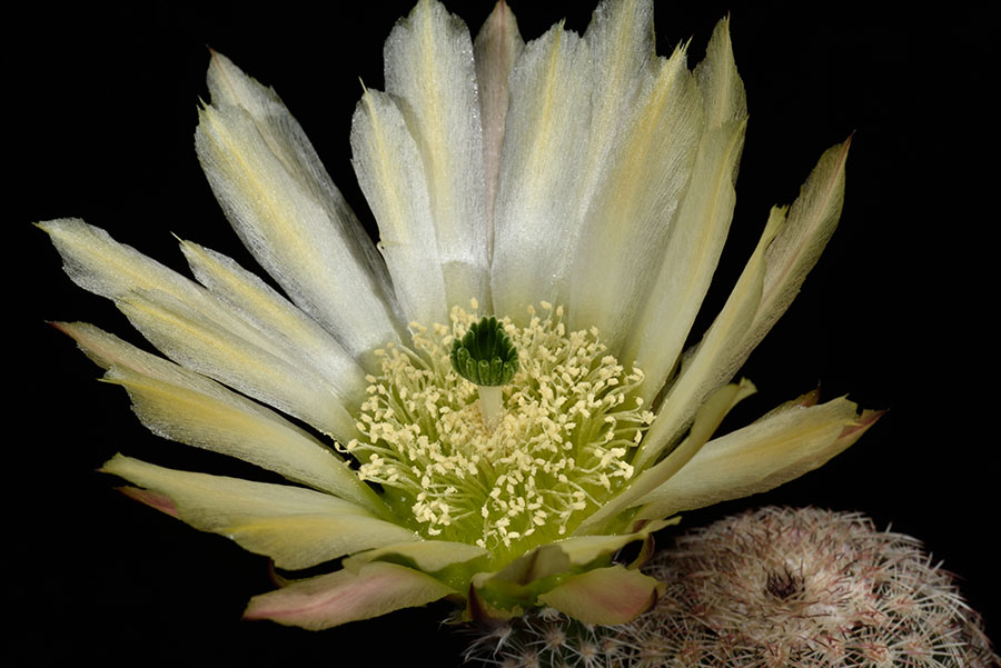 Echinocereus pectinatus, Mexico, Detras