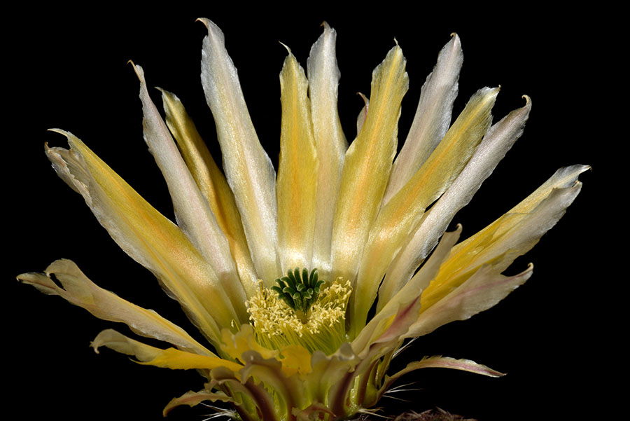 Echinocereus pectinatus, Mexico, Detras