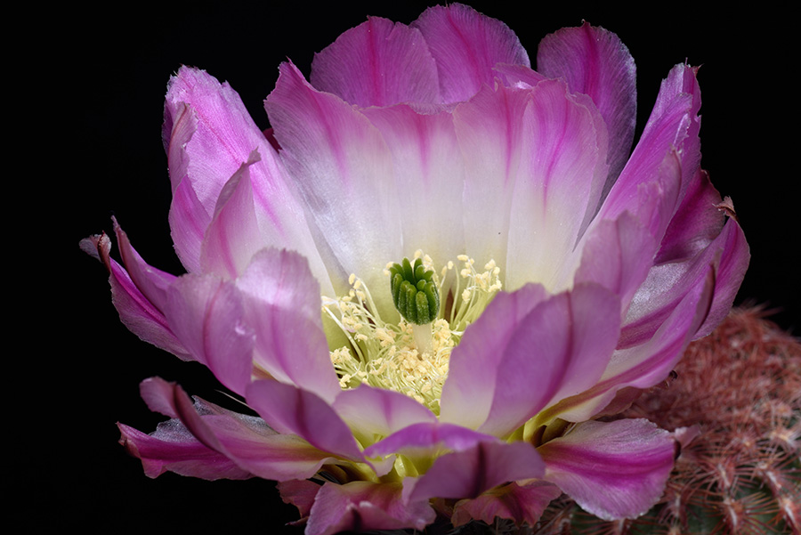 Echinocereus pectinatus, Mexico, San Luis Potosi, Charco Blanco