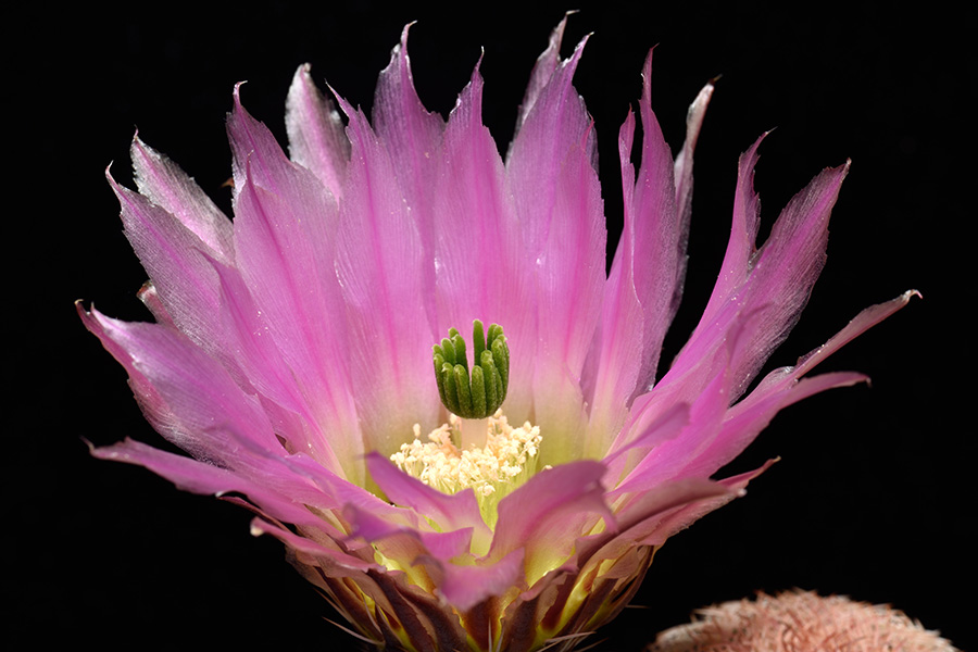 Echinocereus pectinatus, Mexico, Zacatecas, Villa Hidalgo