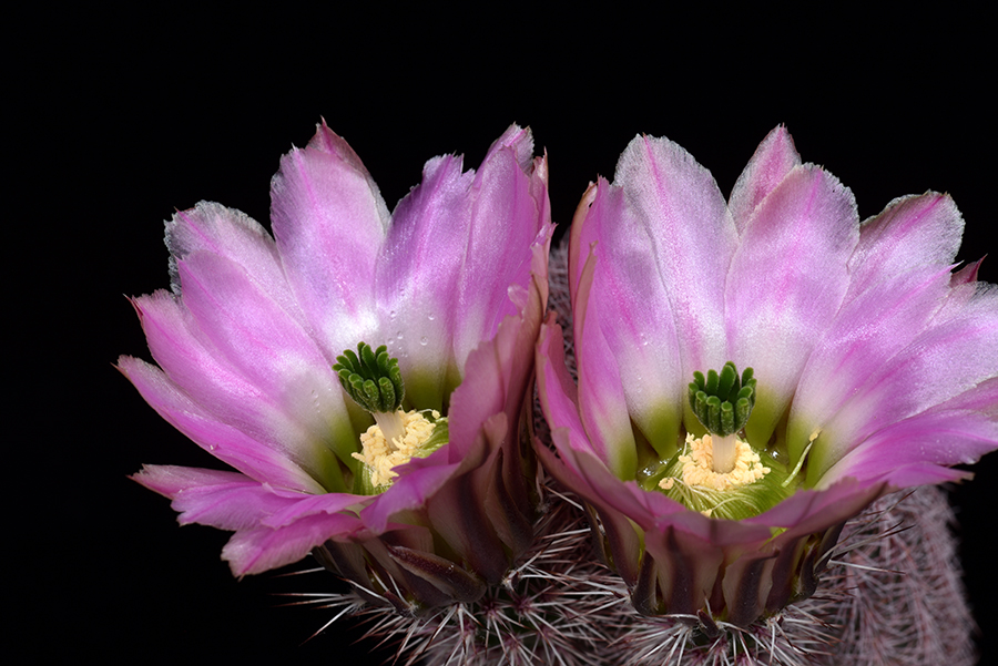 Echinocereus pectinatus, Mexico, Zacatecas, Los Hacheros