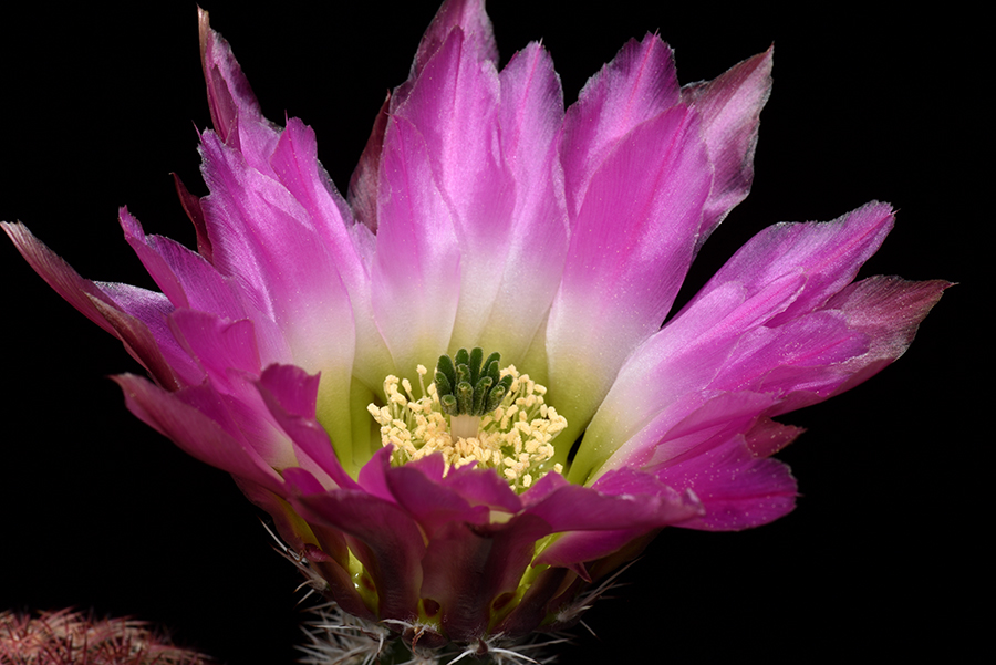 Echinocereus pectinatus, Mexico, Chihuahua, Las Boquillas