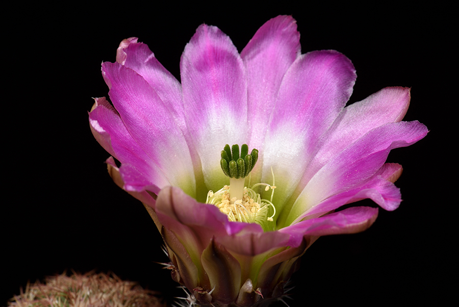 Echinocereus pectinatus, Mexico, Coahuila, La Pena