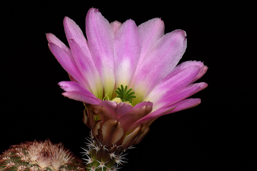Echinocereus pectinatus, Mexico, Coahuila, La Pena