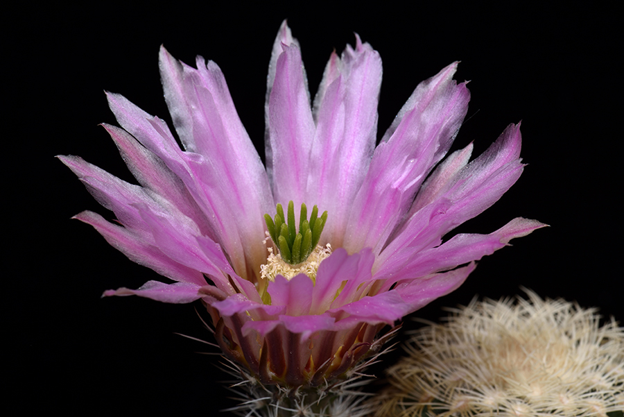 Echinocereus pectinatus, Mexico, Zacatecas, Villa Hidalgo