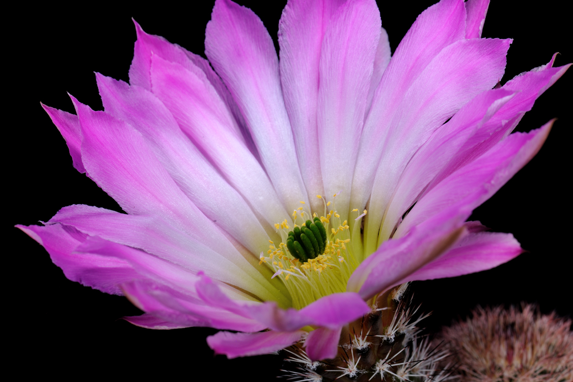 Echinocereus scopulorum, Mexico, Sonora, San Carlos