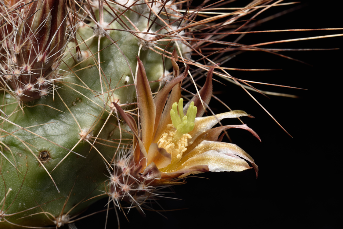 Echinocereus mapimiensis, Mexico, Coahuila, Zona del Silencio
