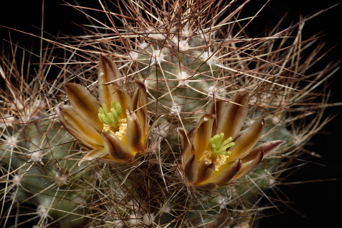 Echinocereus mapimiensis, Mexico, Coahuila, Zona del Silencio