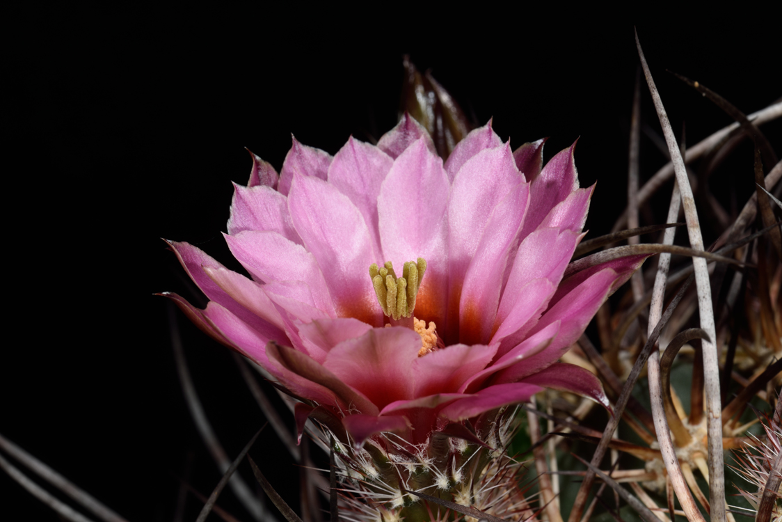 Echinocereus lindsayi, Mexico, Baja California