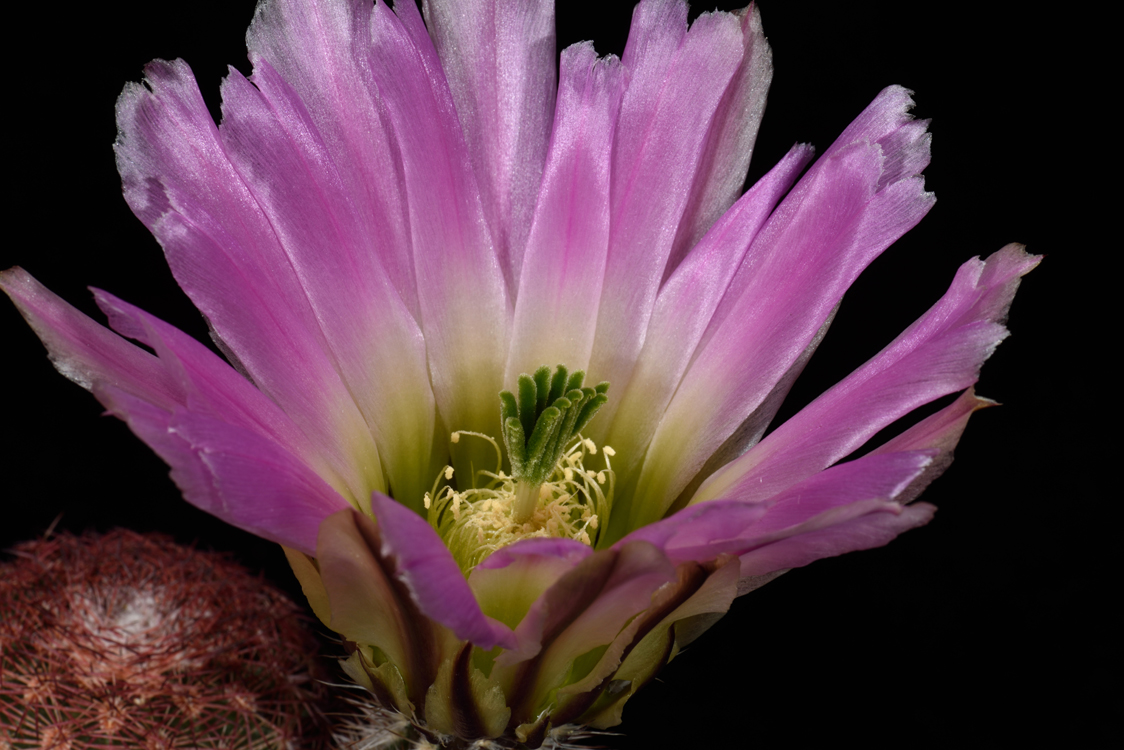 Echinocereus pectinatus, Mexico, Chihuahua, südlich Chihuahua