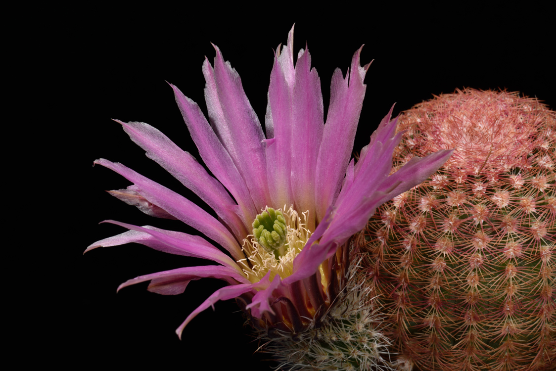 Echinocereus pectinatus, Mexico, Guanajuato, Tierra Blanca