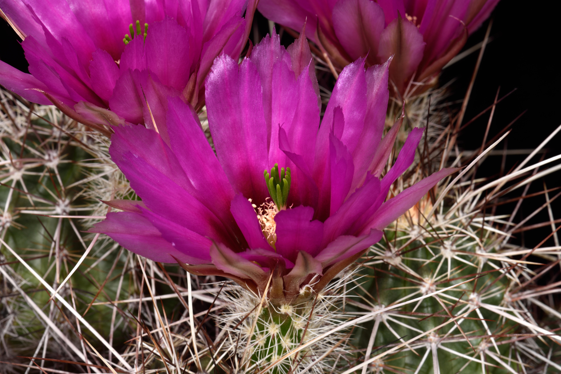 Echinocereus engelmannii, USA, Arizona, Seligman - Kingman