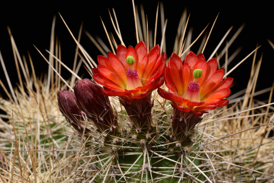 Echinocereus bakeri, USA, Arizona, Kingman - Seligman