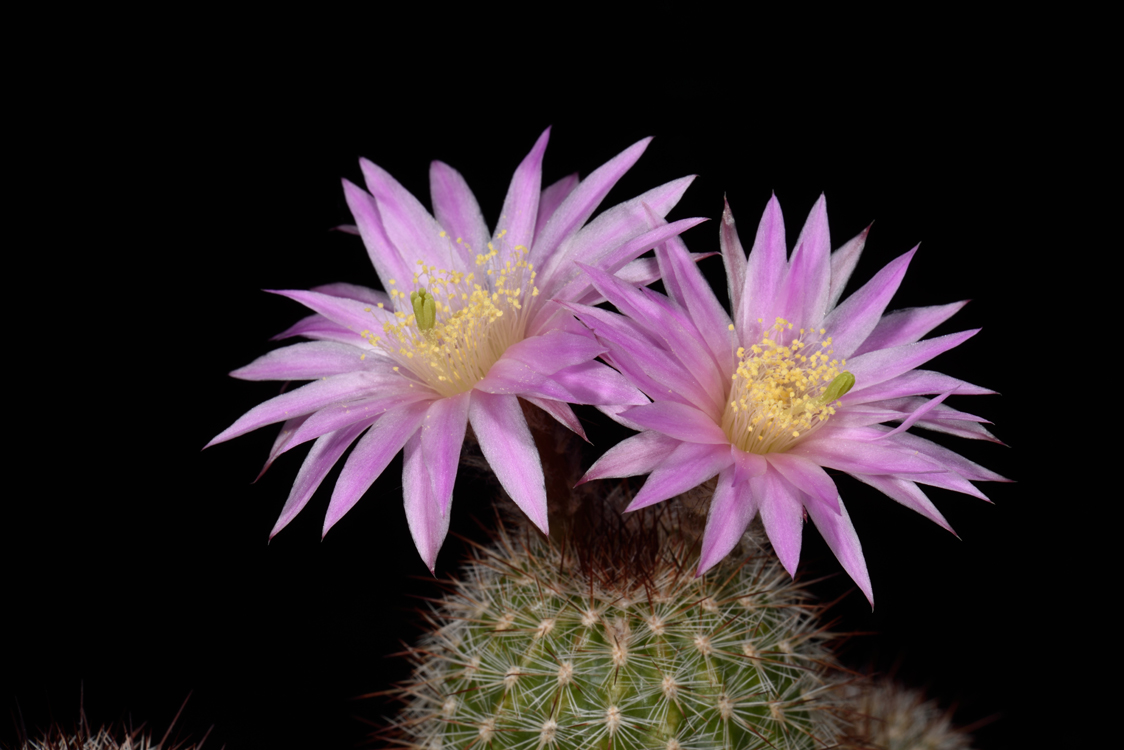 Echinocereus laui, Mexico, Sonora