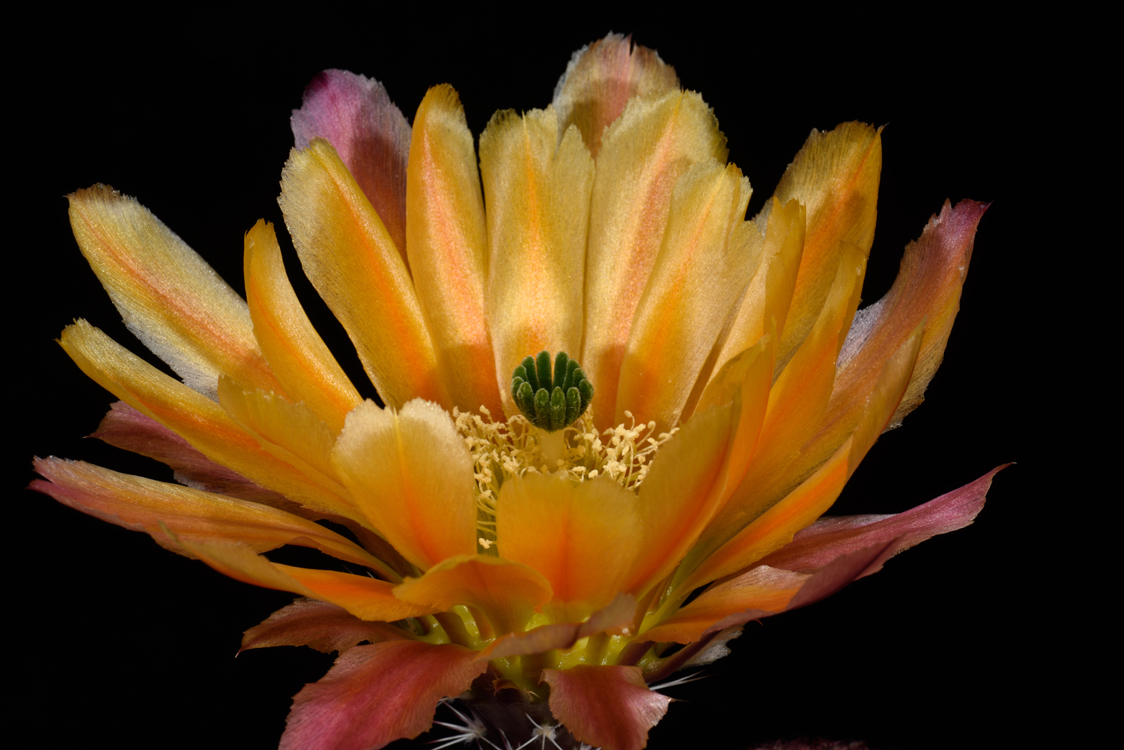 Echinocereus pectinatus, Mexico, Detras