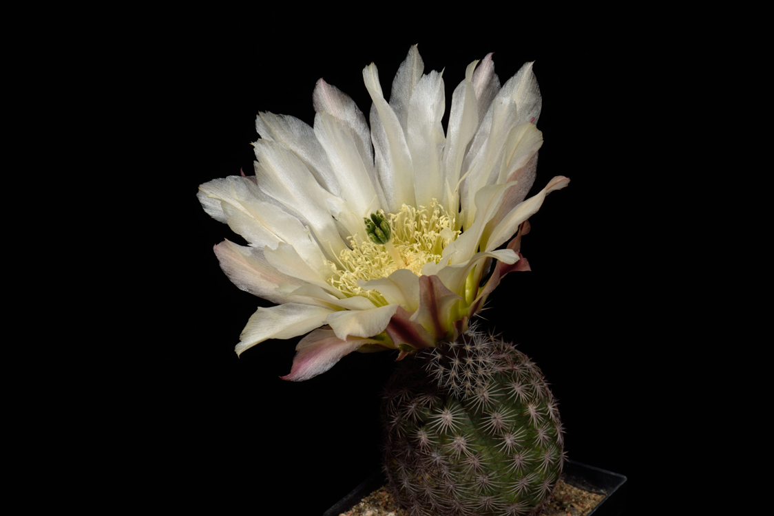 Echinocereus pectinatus, Mexico, Delante