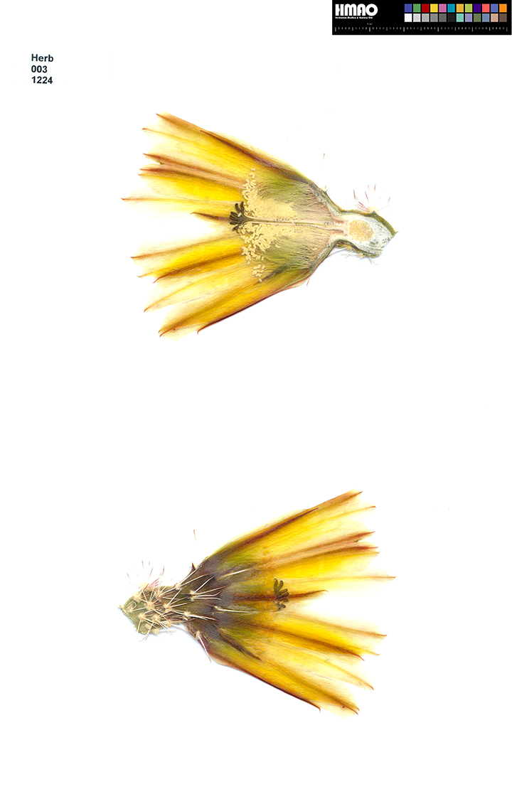 HMAO-003-1224 - Echinocereus dasyacanthus, USA, Texas, Brewster Co., Castolon