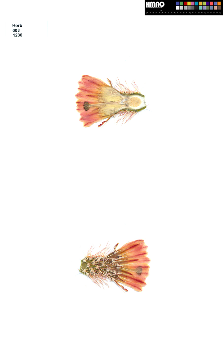 HMAO-003-1230 - Echinocereus xroetteri, USA, New Mexico, Orogrande