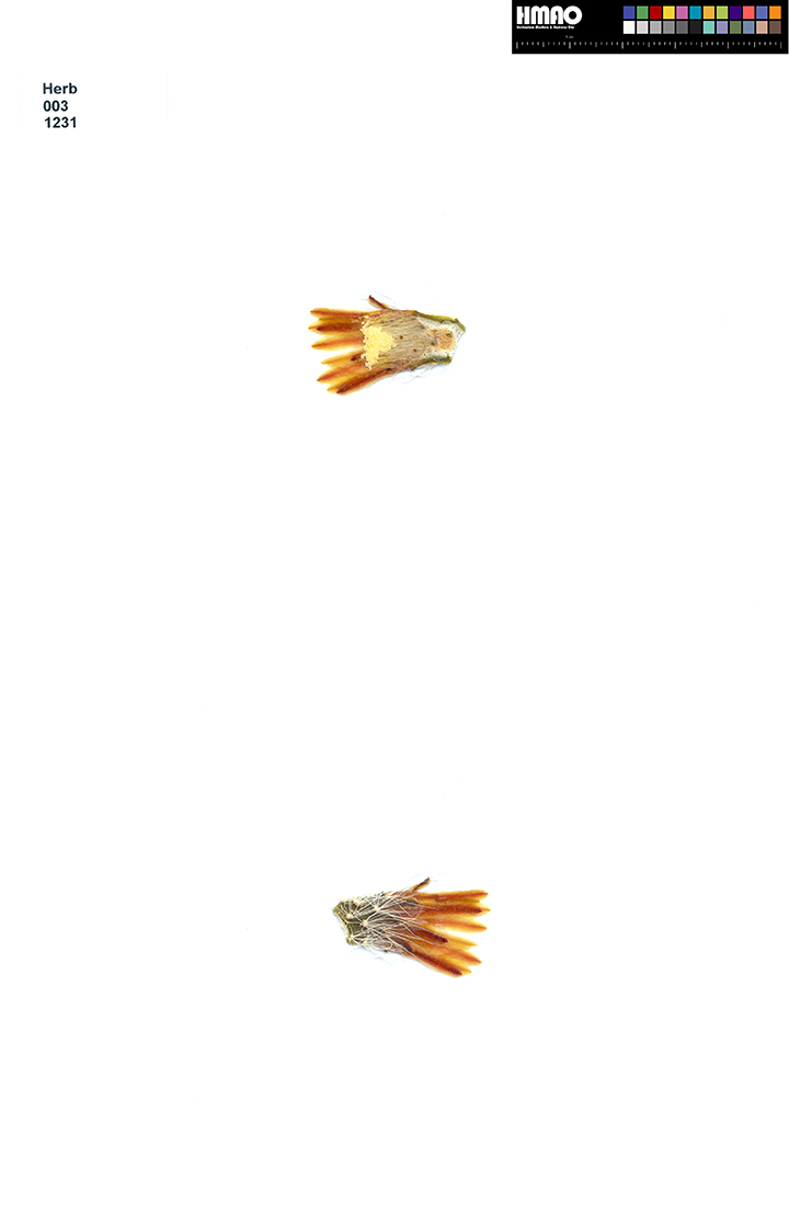 HMAO-003-1231 - Echinocereus neocapillus, USA, Texas