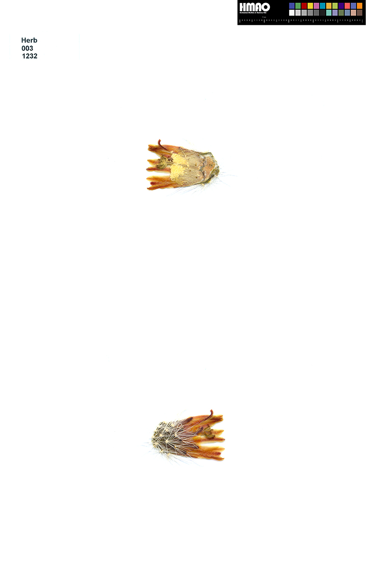 HMAO-003-1232 - Echinocereus neocapillus, USA, Texas