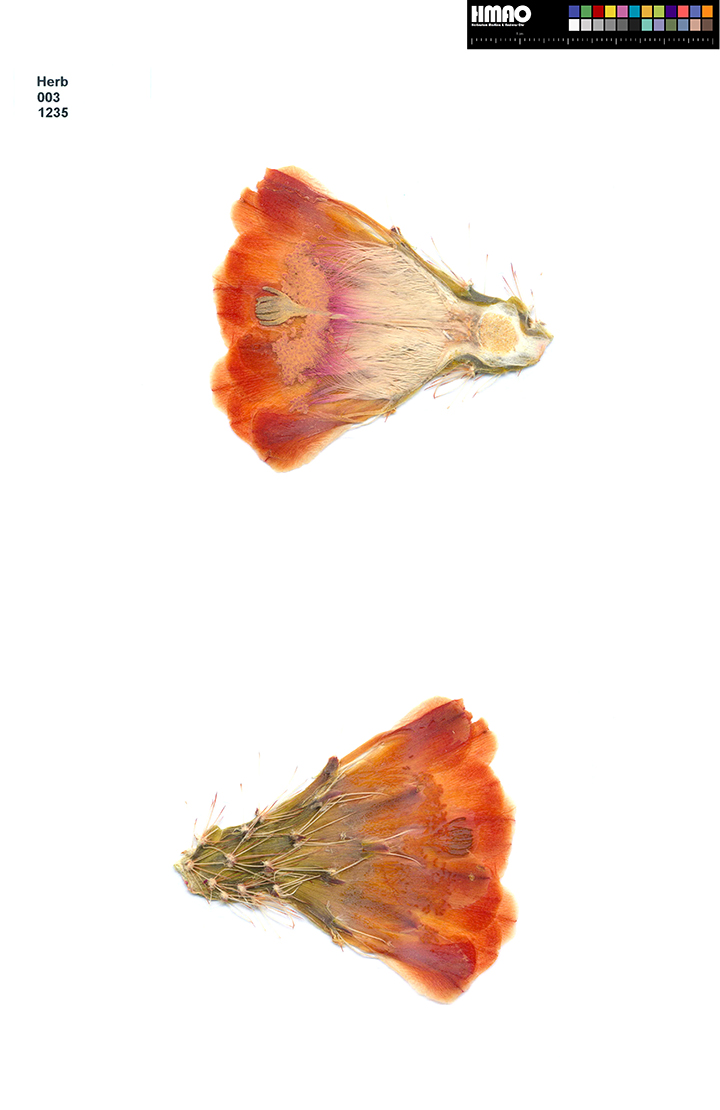 HMAO-003-1235 - Echinocereus coccineus roemeri, USA, Texas, Kimble Co., Segovia, BW113