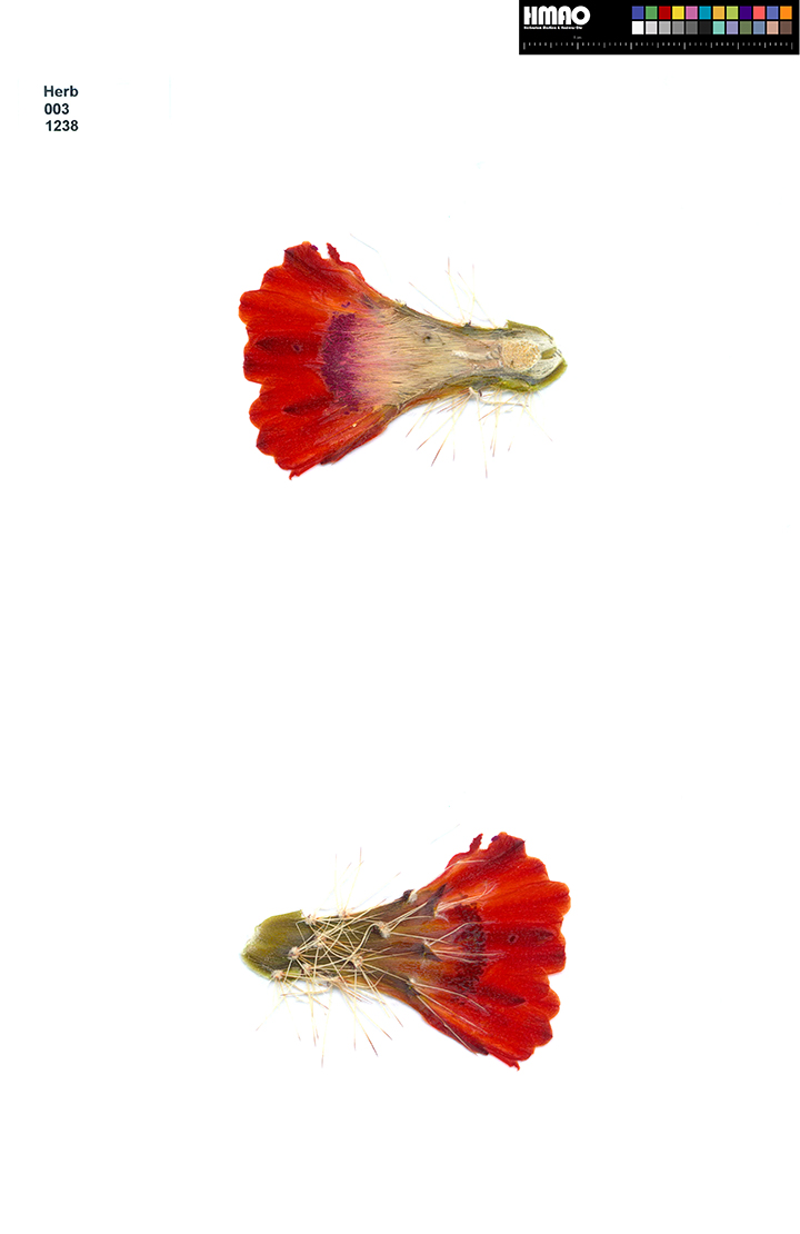 HMAO-003-1238 - Echinocereus coccineus rosei, USA, New Mexico, La Luz