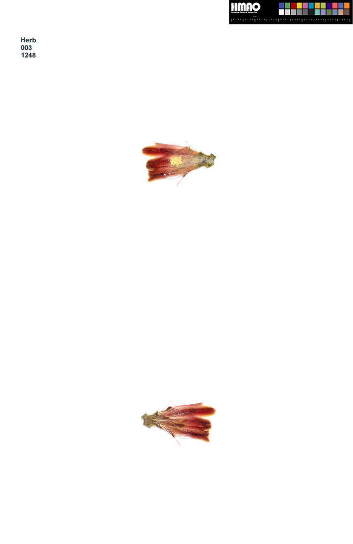 HMAO-003-1248 - Echinocereus russanthus, USA, Texas, Brewster Co., Old Maverick